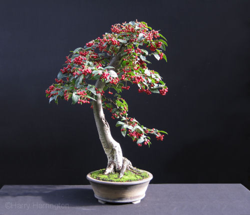 cotoneaster bonsai